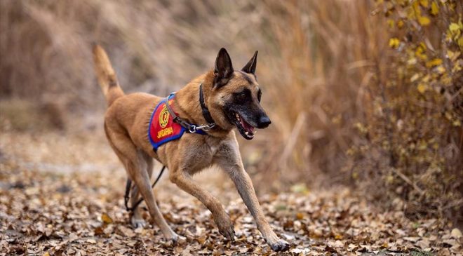 Jandarma’nın Kahraman Köpekleri: Kadavra Arama Görevleri