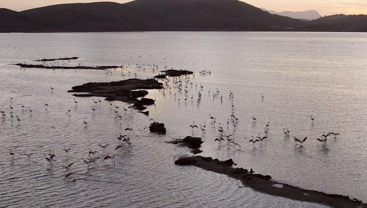 Milas-Bodrum’un Cenneti: Tuzla Sulak Alanı