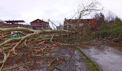 Samsun’da şiddetli rüzgarda 650 yıllık anıt ağaç devrildi