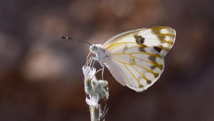 Siirtli taksicinin kelebek tutkusu bilime katkı sunuyor