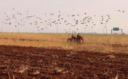 Yağışların gecikmesi Şanlıurfa’da hububat ekim takvimini değiştirdi