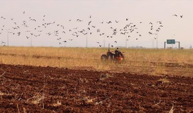 Yağışların gecikmesi Şanlıurfa’da hububat ekim takvimini değiştirdi