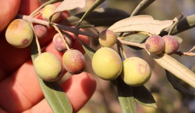 Zeytin üreticisi Kilis’ten zeytinyağında sahtecilik uyarısı