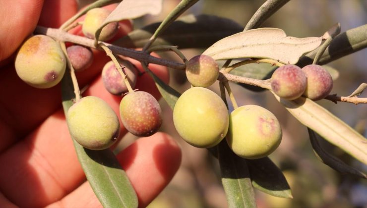 Zeytin üreticisi Kilis’ten zeytinyağında sahtecilik uyarısı