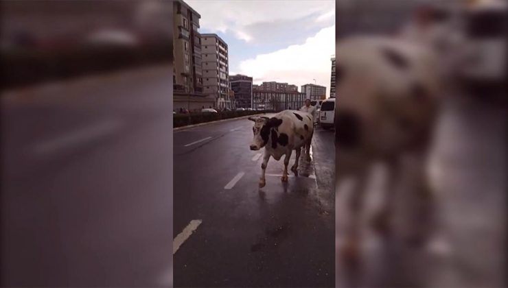 Esenyurt’ta caddede başıboş dolaşan inek, sürücülere zor anlar yaşattı