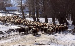 Muş’ta besiciler kar örtüsü üzerinde hayvanlarını besliyor