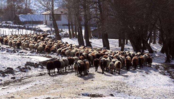 Muş’ta besiciler kar örtüsü üzerinde hayvanlarını besliyor