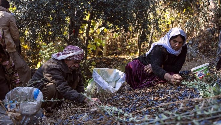 PKK nedeniyle yurtlarına dönemeyen Ezidiler, Laleş tapınağında zeytin hasadına başladı