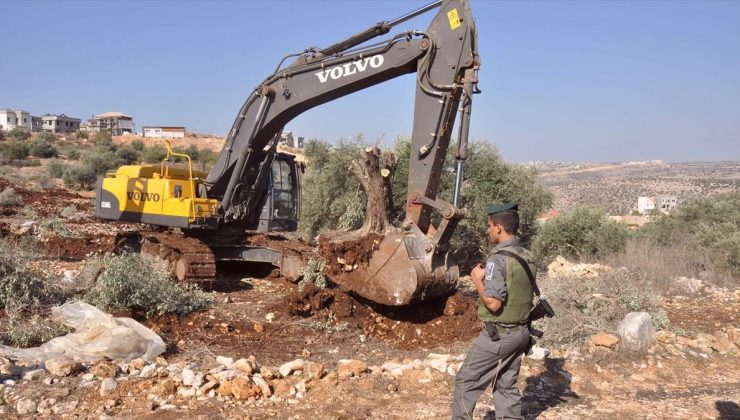 2024 yılında Batı Şeria’da 59 bin zeytin ağacı söküldü