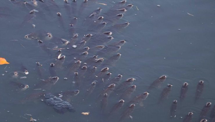 Adana’da balık ölümleri görülen Ceyhan Nehri’nde inceleme başlatıldı