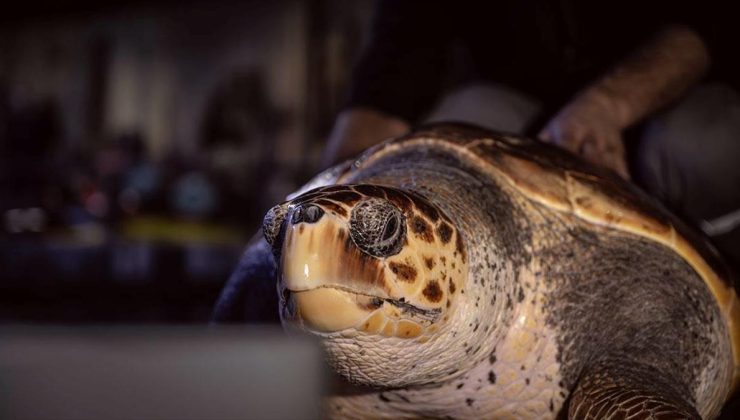 İstanbul’da 4 yıldır tedavi gören caretta caretta mavi sularla buluşacağı günü bekliyor