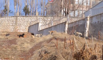 Köpek saldırısında ölen çocuğun komşuları, sokakların güvenli olmasını istiyor