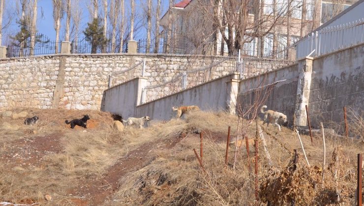 Köpek saldırısında ölen çocuğun komşuları, sokakların güvenli olmasını istiyor