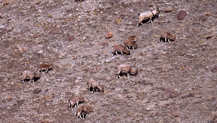 Van ve Hakkari dağlarında yaban keçisi popülasyonu artıyor